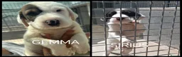 Meticcio cani in regalo: Due cuccioli mix sharpei!  - Annuncio 1