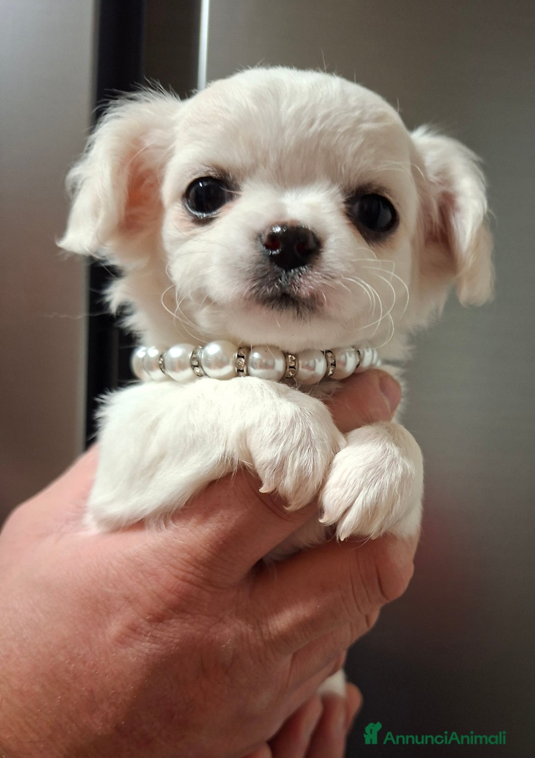 Chihuahua cani in vendita: Chihuahua  - Annuncio 1