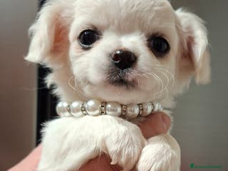 Chihuahua cani Chihuahua - Annuncio 1