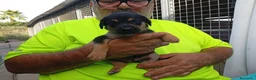 Meticcio cani in regalo: Cuccioli mix Pastore Tedesco, neanche 2 mesi  - Annuncio 16