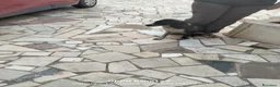 Meticcio cani in regalo: Cucciola affettuosissima a Libero consorzio comunale di Ragusa - Annuncio 4