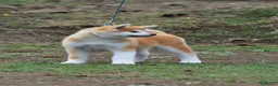 Akita Inu cani in vendita: Cucciolo Akita inu (Top Selection) a Città metropolitana di Roma Capitale - Annuncio 32