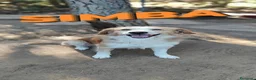 Meticcio cani in regalo: Simba cagnolino spettacolare cerca famiglia a Città metropolitana di Milano - Annuncio 5