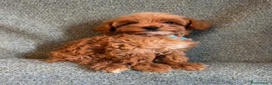 Maltipoo 1