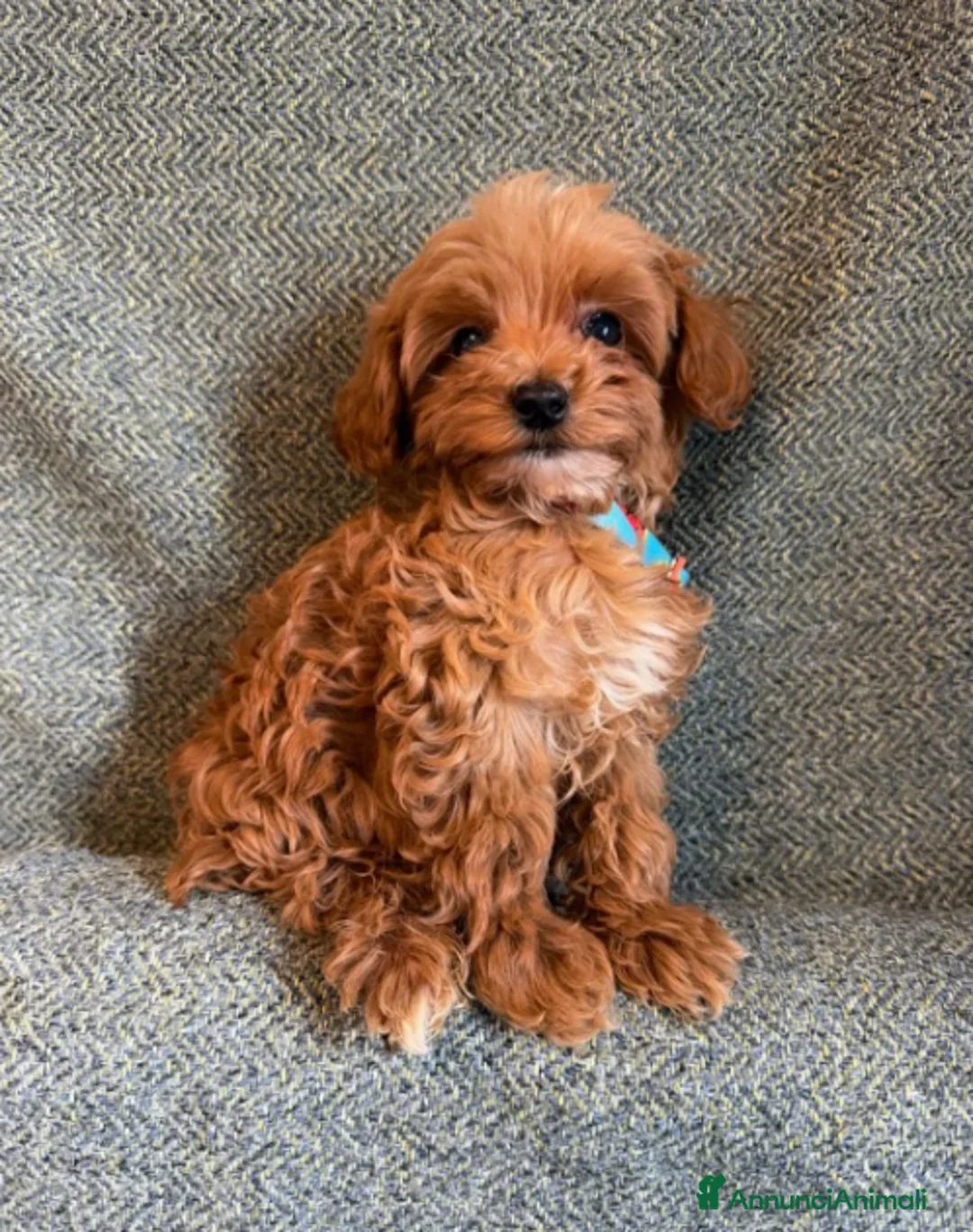 Maltipoo cani in vendita: Splendida Cuccioli di Maltipoo toy - Annuncio 2