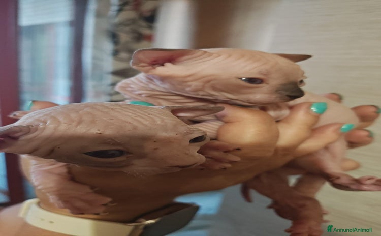 Sphynx gatti a Città Metropolitana di Torino - Annuncio 2