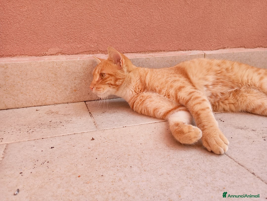 Europeo gatti in regalo: Rumba cerca casa - Annuncio 4