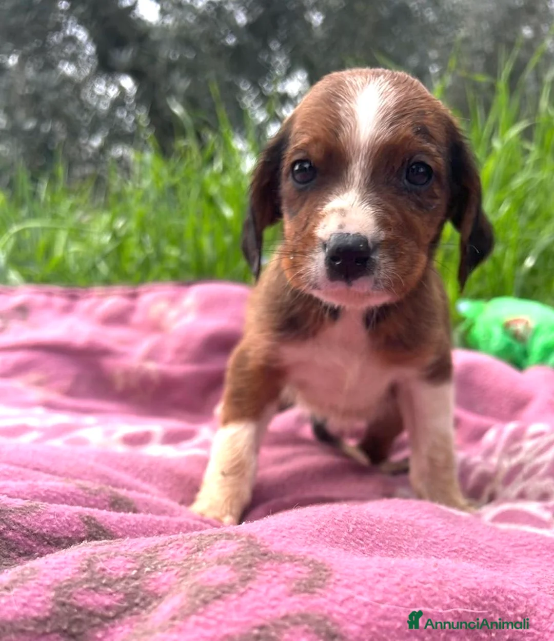 Meticcio cani in regalo: Cuccioli 2 mesi taglie medio contenute - Annuncio 2