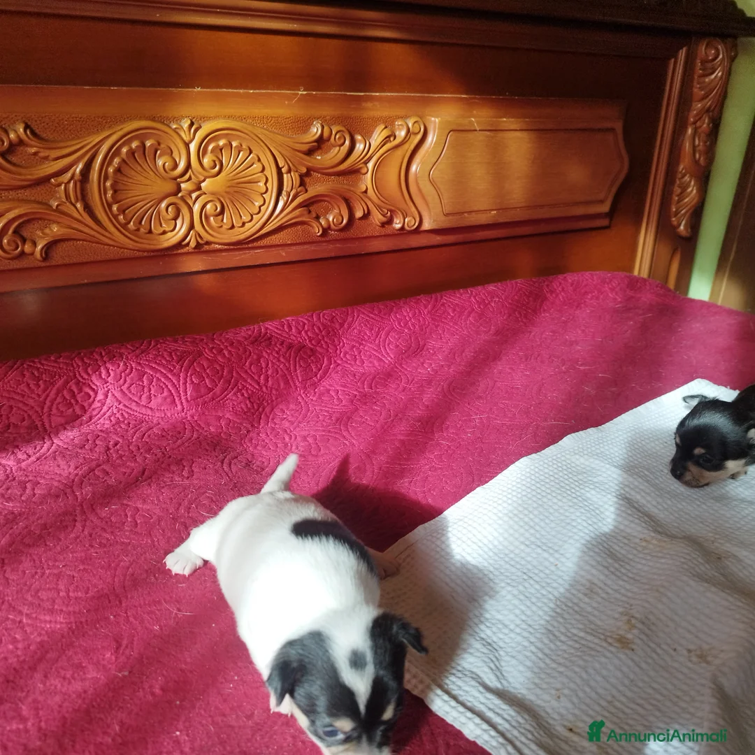 Chihuahua cani in vendita: Privato  - Annuncio 4