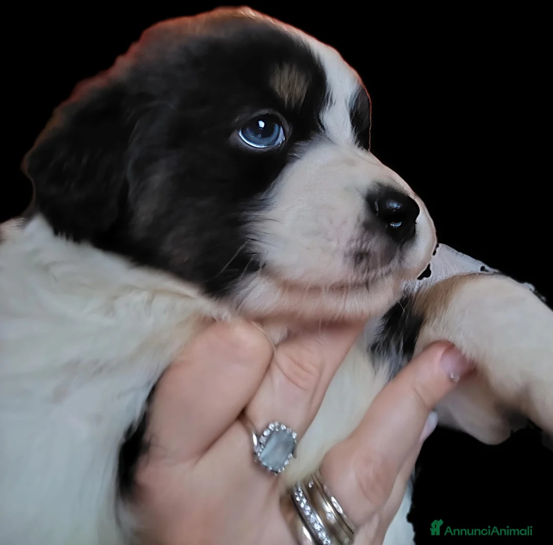 Australian Shepherd cani in vendita: Cucciola pastore australiano  - Annuncio 1