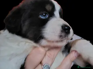 Australian Shepherd cani Cucciola pastore australiano - Annuncio 1