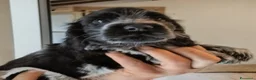 Cocker cani in vendita: Cuccioli Cocker spaniel inglese Blu roano  - Annuncio 2