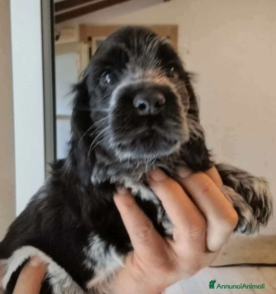 Cocker cani in vendita: Cuccioli Cocker spaniel inglese Blu roano  - Annuncio 2