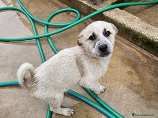 Meticcio cani Roseto: 2 mesi taglia media - Annuncio 38