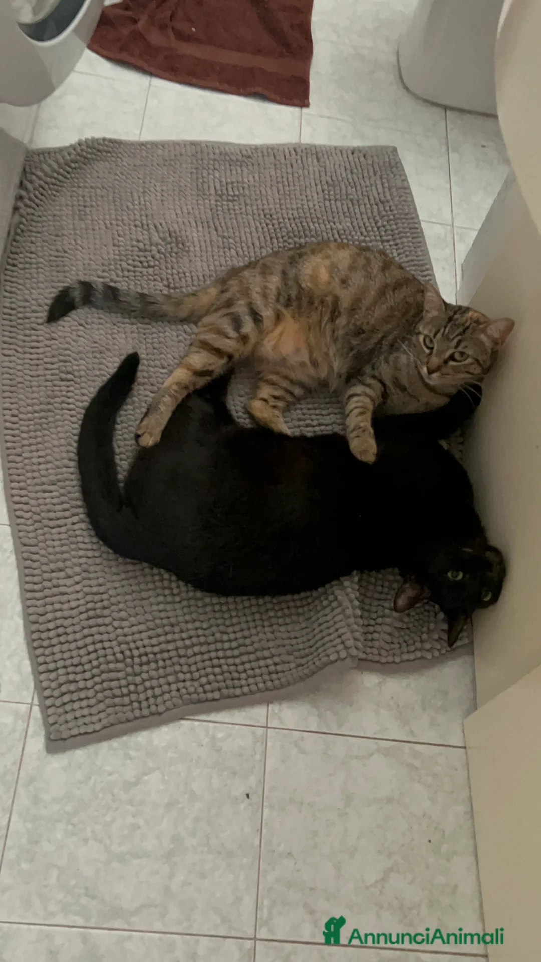 Altre razze gatti in regalo: Arturo e Milu cercano casa  a Provincia di Ancona - Annuncio 1