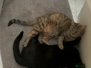 Altre razze gatti Arturo e Milu cercano casa a Provincia di Ancona - Annuncio 1
