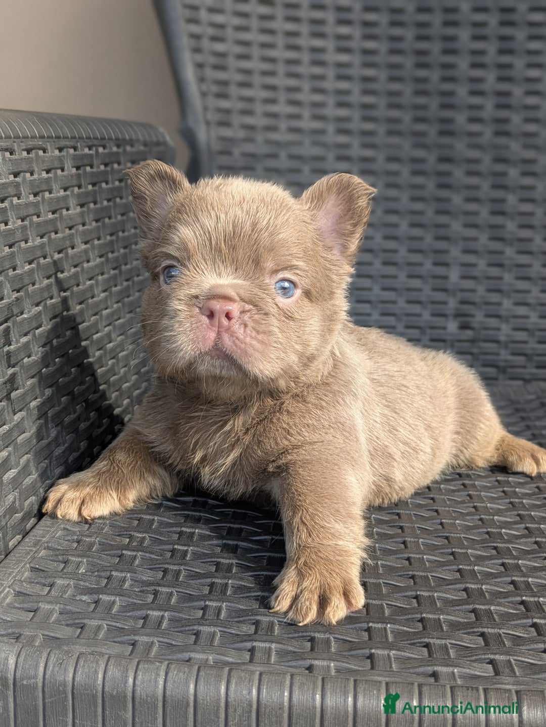 Bulldog Francese cani in vendita: Bulldog francese  - Immagine 1