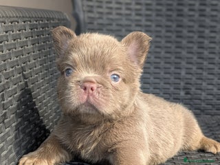 Bulldog Francese cani - Annuncio 9