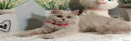 British gatti in vendita: British Longhair Femmina  - Annuncio 4