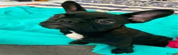 Bulldog Francese cani in vendita: Bulldog francese  - Annuncio 1