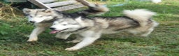 Alaskan Malamute cani in vendita: Alaskan Malamute cuccioloni  a Città Metropolitana di Bologna - Annuncio 4