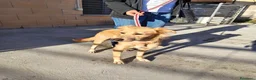 Meticcio cani in regalo: Maya dolcissima cagnolina taglia medio piccola  - Annuncio 2