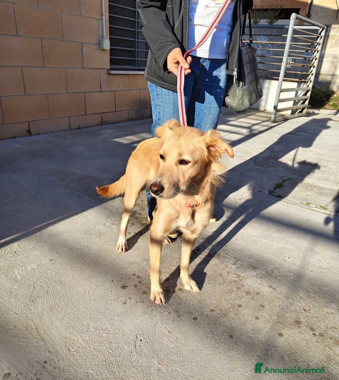 Meticcio cani in regalo: Maya dolcissima cagnolina taglia medio piccola  - Annuncio 2