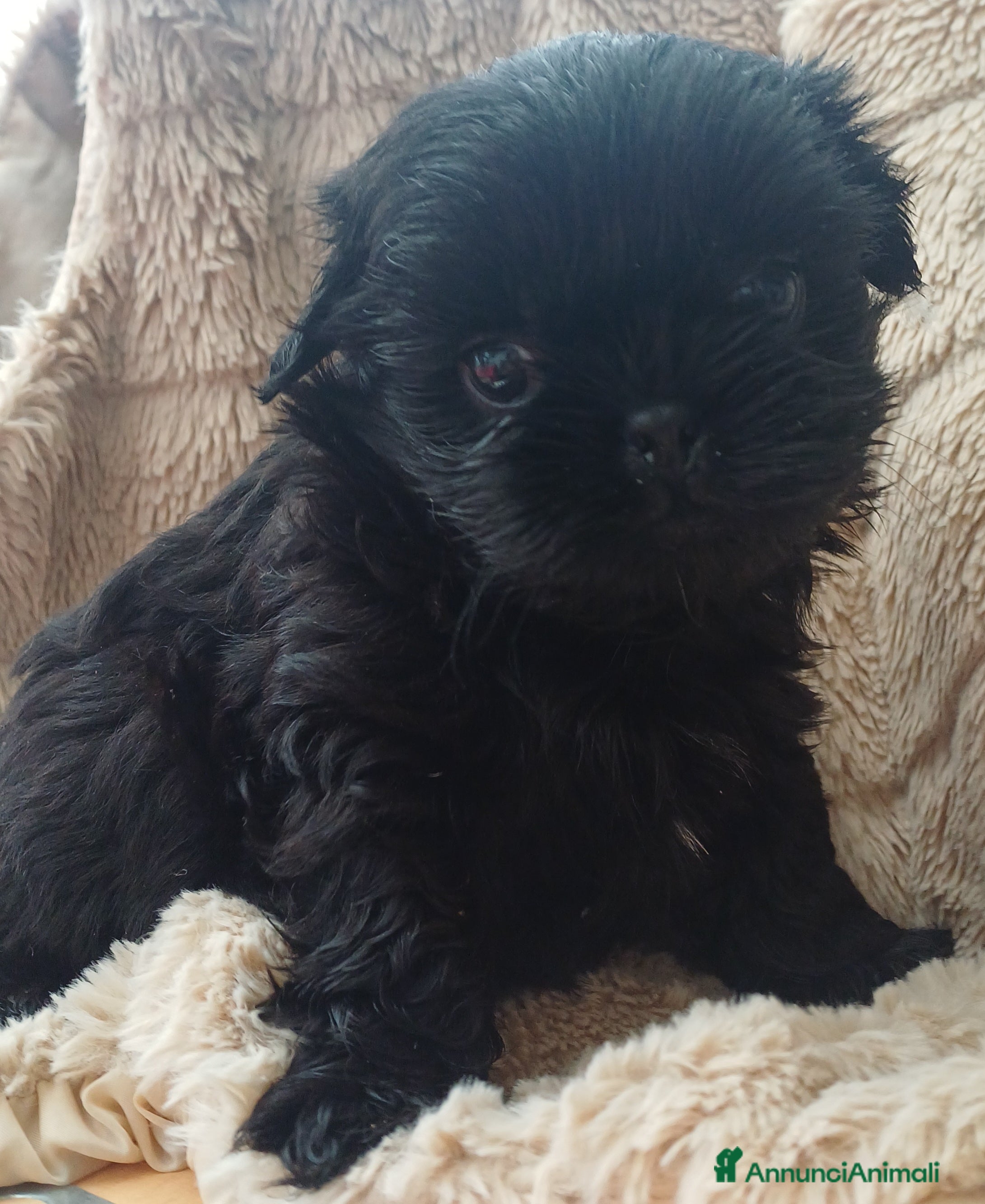 Shih Tzu cani Cucciolo shih-tzu shitzu shihtzu con pedegree  - Annuncio 1