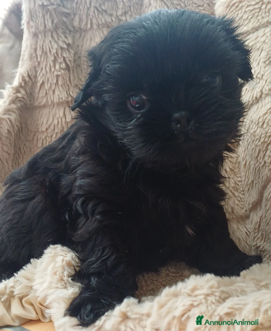 Shih Tzu cani in vendita: Cucciolo shih-tzu shitzu shihtzu con pedegree  - Annuncio 1