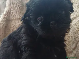 Shih Tzu cani Cucciolo shih-tzu shitzu shihtzu con pedegree - Annuncio 26