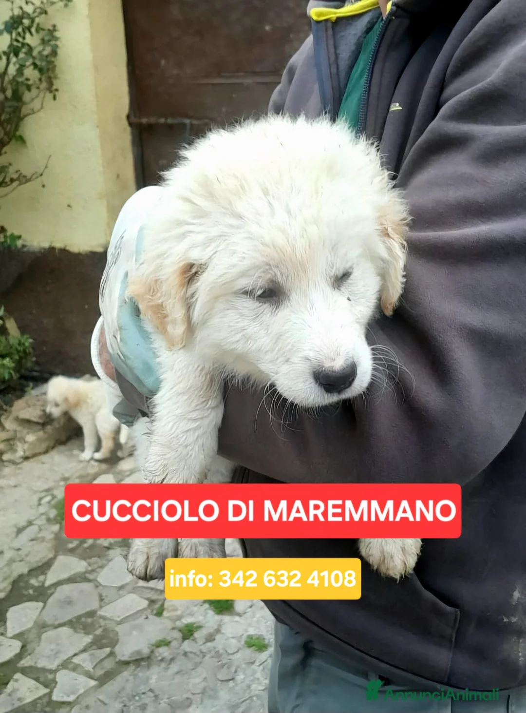 Meticcio cani in regalo: FESA 🩷 - cucciola mix maremmano dolcissima  - Annuncio 1
