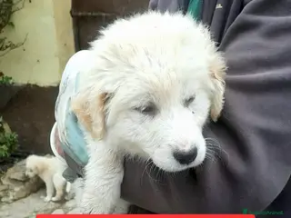 Meticcio cani FESA 🩷 - cucciola mix maremmano dolcissima - Annuncio 29