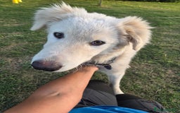 Pastore Maremmano cani in regalo: Meraviglioso blue - Immagine 6