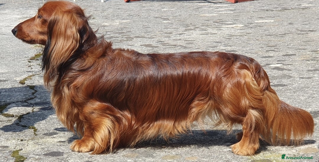 Bassotto cani per accoppiamento: Bassotto pelo lungo Nano per monta a Provincia di Bergamo - Annuncio 3
