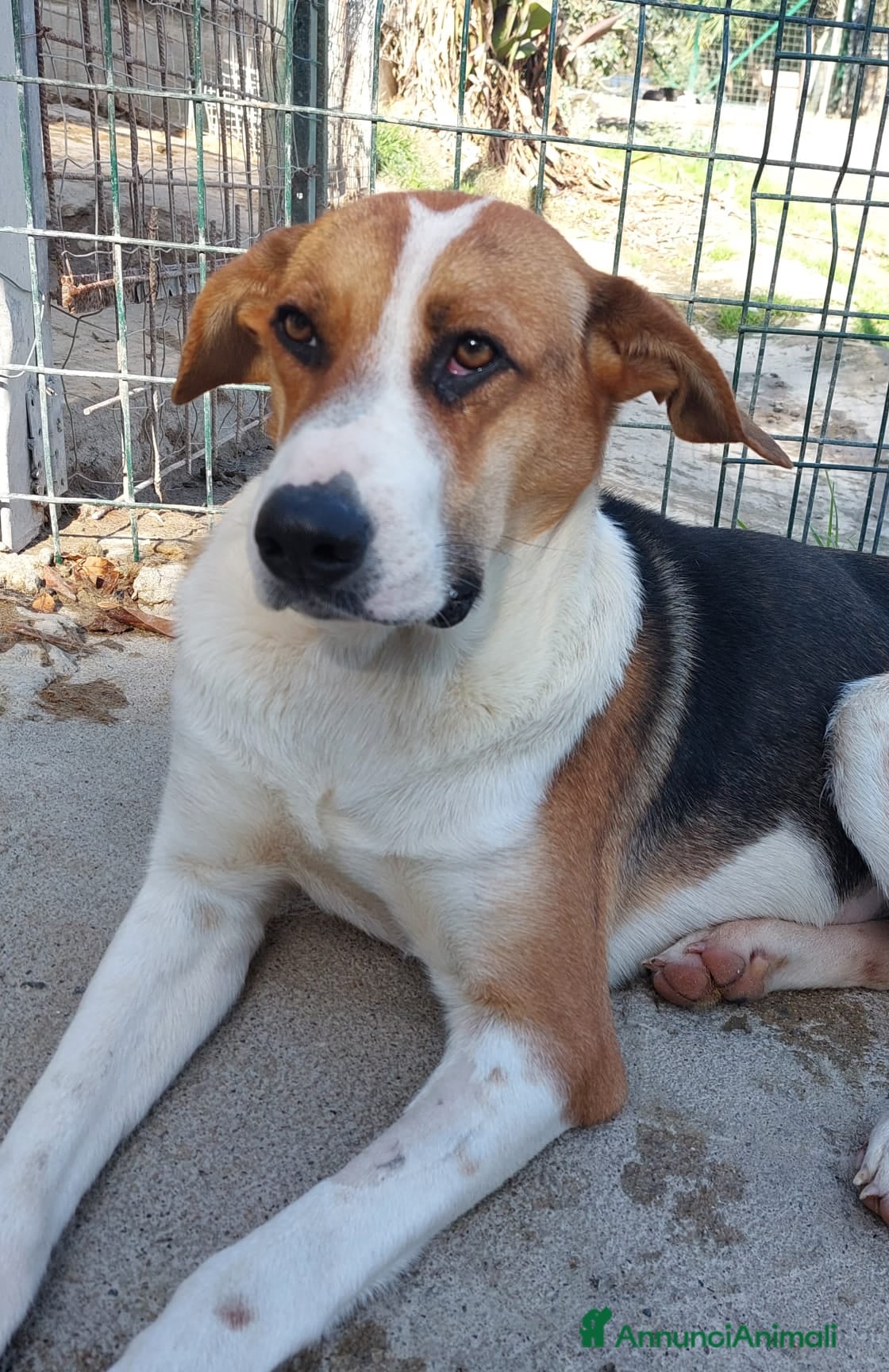 Meticcio cani Kelly un' anima gentile - Annuncio 10