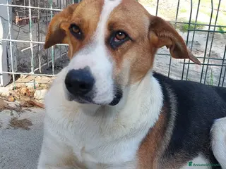 Meticcio cani Kelly un' anima gentile - Annuncio 10