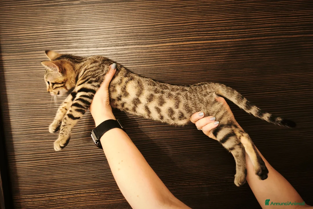Bengala gatti in vendita: Stupenda cucciola di gatto Bengala 3 mesi - Annuncio 1