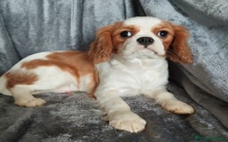Cavalier King cani in vendita: Cavalier king a Provincia di Mantova - Immagine 13