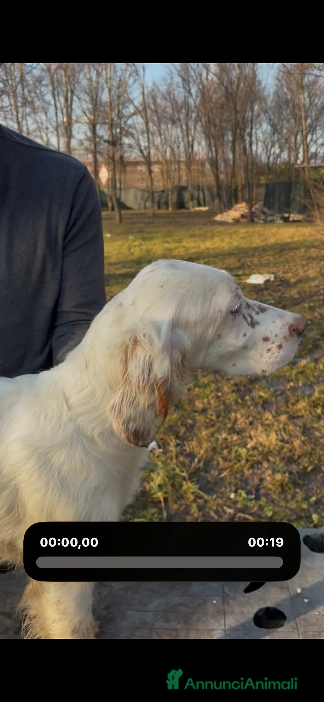 Setter Inglese cani in vendita: Setter figli di campioni  - Annuncio 2