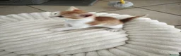 Meticcio gatti in regalo: Regalo ultime due gattine a Provincia di Bergamo - Annuncio 3