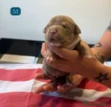 American Bully Cucciolo 2