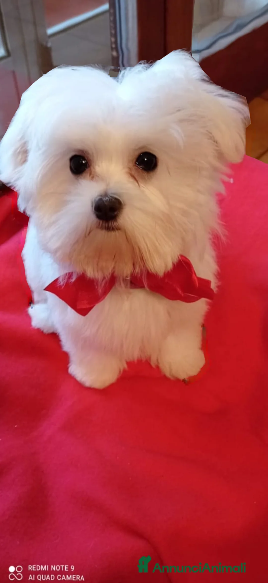 Immagine della galleria {{count}}