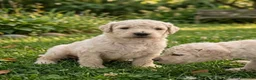 Barbone cani in vendita: Cuccioli Barbone Grande Mole - Annuncio 2