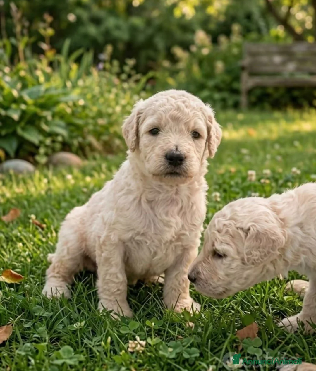Barbone cani in vendita: Cuccioli Barbone Grande Mole - Annuncio 2