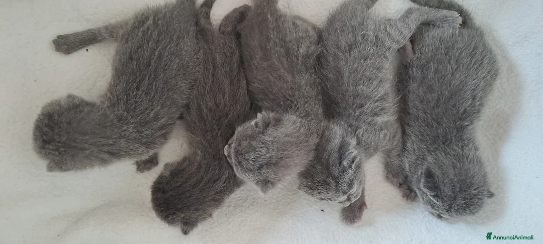 Certosino gatti in vendita: GATTINI CERTOSINI PEDIGREE AFI/WCF - Annuncio 2