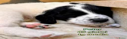 Meticcio cani in regalo: Cuccioli tenerissimi senza casa  a Provincia di Modena - Annuncio 7