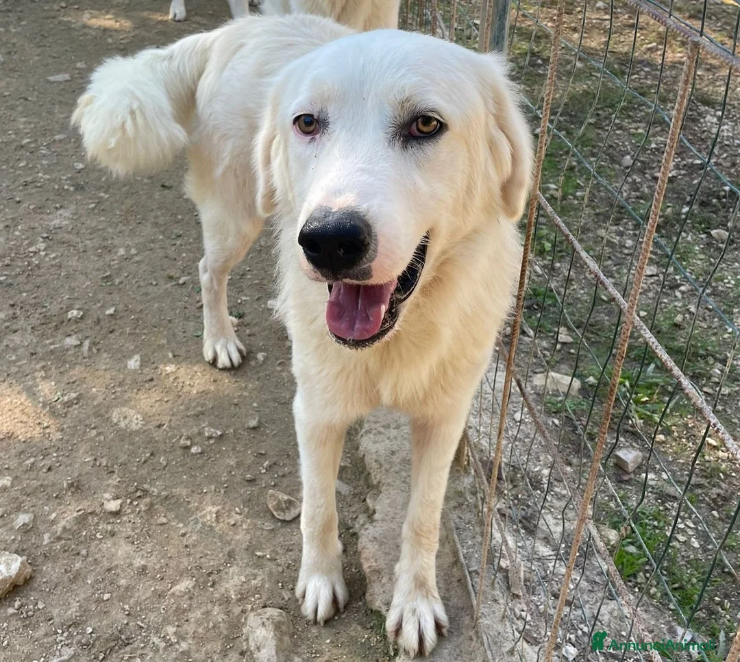 Meticcio cani in regalo: IL DOLCISSIMO E BELLISSIMO OSLO a Città metropolitana di Roma Capitale - Annuncio 2