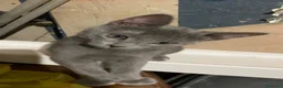 Europeo gatti in regalo: Meravigliosi gattini! a Provincia di Chieti - Annuncio 4