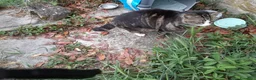 Europeo gatti in regalo: GATTE E GATTINE a Provincia di Piacenza - Annuncio 1