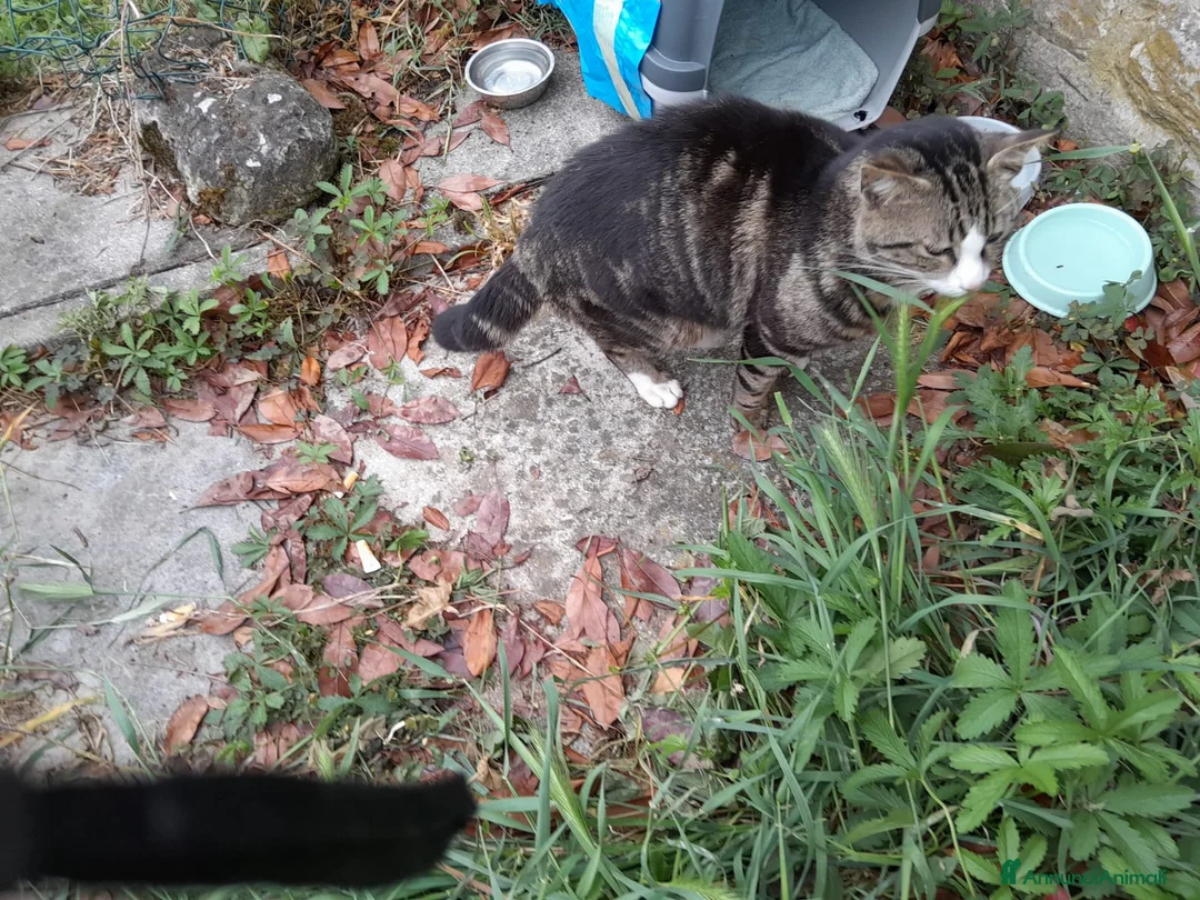 Europeo gatti in regalo: GATTE E GATTINE a Provincia di Piacenza - Annuncio 1